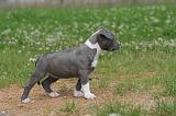 AMSTAFF  PUPPIES 257